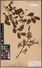 Foto von Salix aurita L.